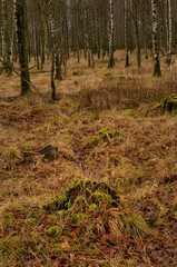Fototapeta premium A winter picture of a beautiful forest glade. Picture from Scania county, Sweden