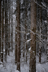 Fototapeta premium Winterliche Bäume Wald