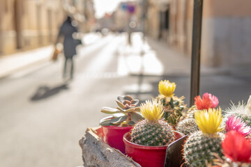 Close-up of flowering mini-cactus with an out-of-focus urban background