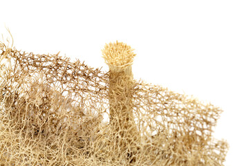 care and hygiene articles from all over the world, miswak brush and loofah cucumber