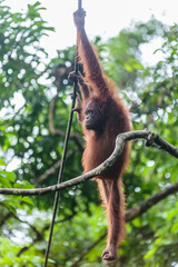 orangutans or pongo pygmaeus is the only asian great found on the island of Borneo and Sumatra