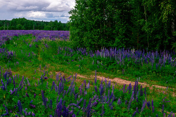 Fototapeta premium Summer field of lilac lupins near the forest on a sunny day. Calming natural landscape.