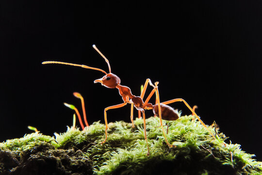Oecoephylla smaradgina or weaver ants nest