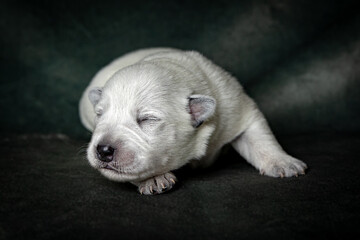 Sweet Puppy Welpe Australian Cattle Dog Hund 