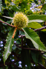 One chestnut growing on tree