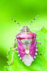 Amazing macro close-up of polish beetle.Stink bug on a leaf. Beautiful background.Garden photography.Image