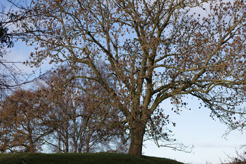 Winter trees standing tall in blue wintery sunshine
