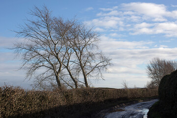 Trees in winter along an English country lane; leafless branches on a wintery blue sky background