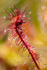 fleischverdauender Sonnentau - Drosera anglica,