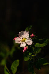 Apple tree pink flower on the edge of a twig with a dark background