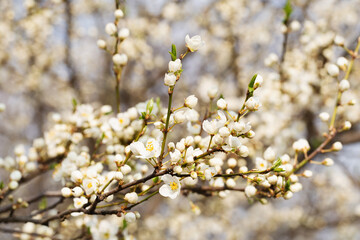 A twig with buds is ready for the spring cherry plum blossom