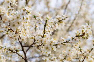 Floral background with branches white from flowers