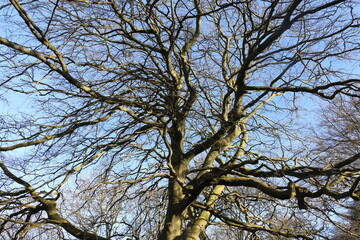 Tree in winter with bare leafless branches under wintery blue skies, Shropshire, UK