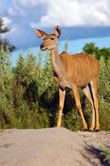 The greater kudu (Tragelaphus strepsiceros), an adult female large African antelope standing on a stone with a blue sky over its head.A young female large African antelope.