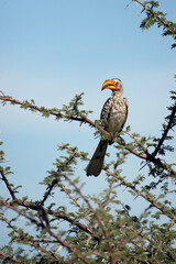 The southern yellow-billed hornbill (Tockus leucomelas) sitting in the bush. Flying banana on a branch. African hornbill with a yellow beak sitting on a branch.