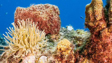 Seascape in turquoise water of coral reef in Caribbean Sea, Curacao with Sea Anemone, Moray Eel, fish, coral and sponge