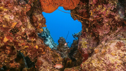 Seascape in turquoise water of coral reef in Caribbean Sea, Curacao with fish, coral and sponge