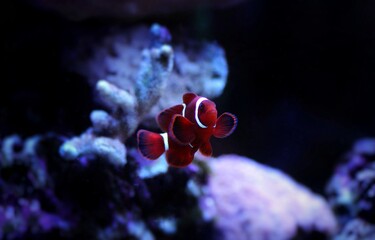 Fototapeta na wymiar Premnas biaculeatus - Spine-cheeked anemone clownfish