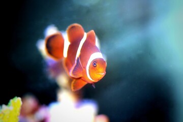 Obraz na płótnie Canvas Premnas biaculeatus - Spine-cheeked anemone clownfish