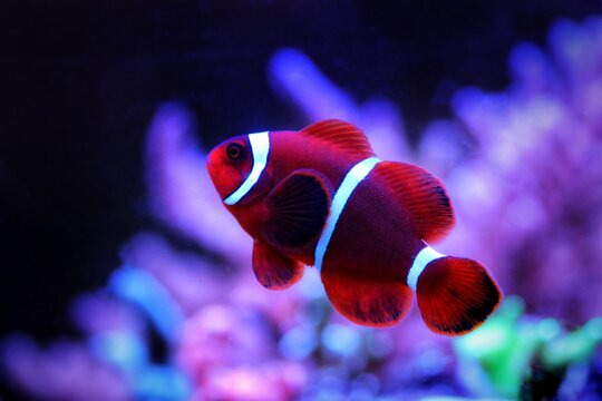 Premnas biaculeatus - Spine-cheeked anemone clownfish