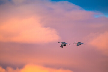 Fototapeta na wymiar Sandhill cranes flying with dramatic sky over American Southwest