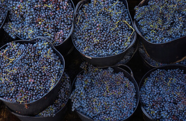 good harvest in Galicia, Spain
