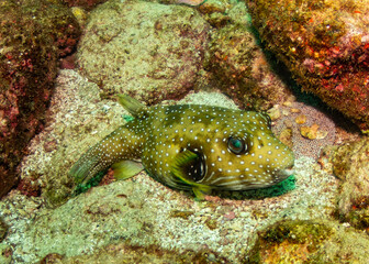 Underwater photography in Baja California Sur, Mexico