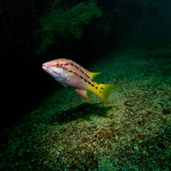 Underwater photography in Baja California Sur, Mexico