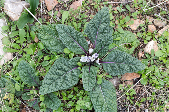 A rare plant of mandrake (scientific name Mandragora officinarum) grows in a natural habitat.