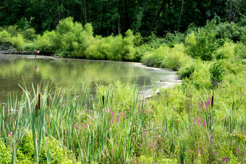 Cattails and Flowers Along a Lake