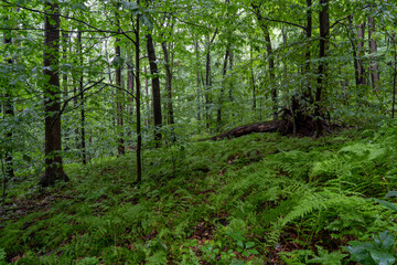 Obraz premium Ferns in the Forest