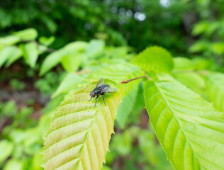 Fly Sitting on a Green Leaf