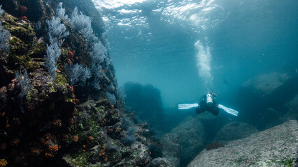 Naklejka na ściany i meble Underwater photography in Baja California Sur, Mexico