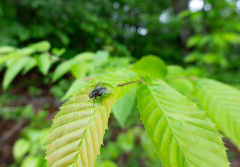 Fly Sitting on a Green Leaf