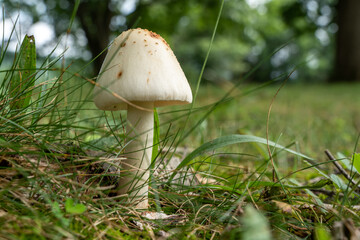 Fungus in the Grass