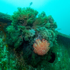Obraz premium Underwater photography in Baja California Sur, Mexico