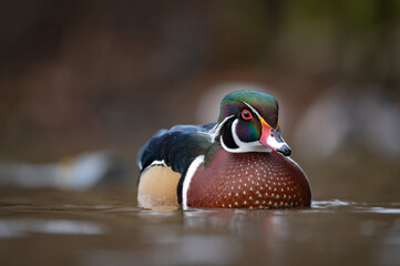 Wood duck