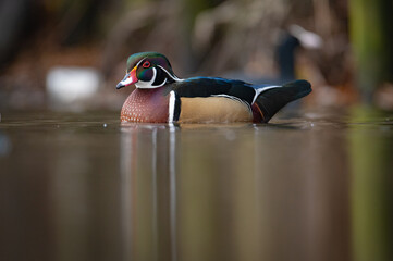 Wood duck