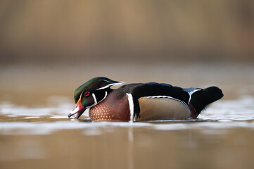 Wood duck