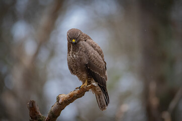 Buzzard portrait