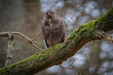 Buzzard portrait