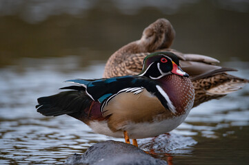 Wood duck