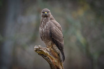 Buzzard portrait