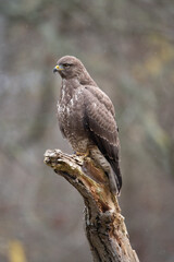 Buzzard portrait