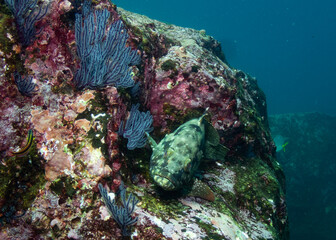 Underwater photography in Baja California Sur, Mexico © Oso_Panda