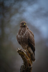 Buzzard portrait