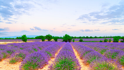 Plakat Lavender flowers field