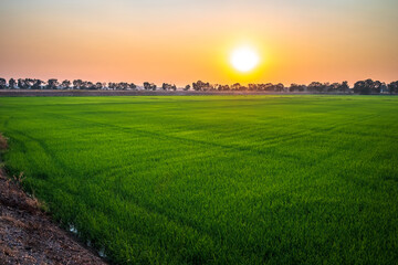 Green Rice Field at Sunset