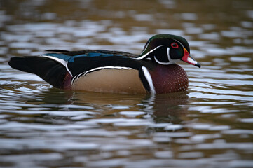 Wood duck