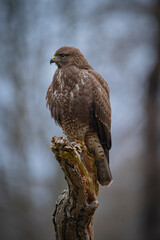 Buzzard portrait